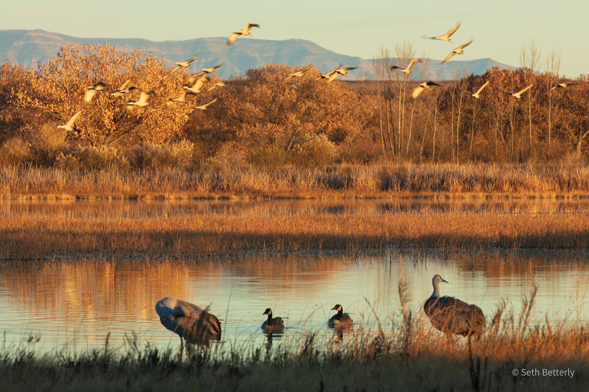 birds cranes Evening geese grass lake Landscape Tree  wildlife
