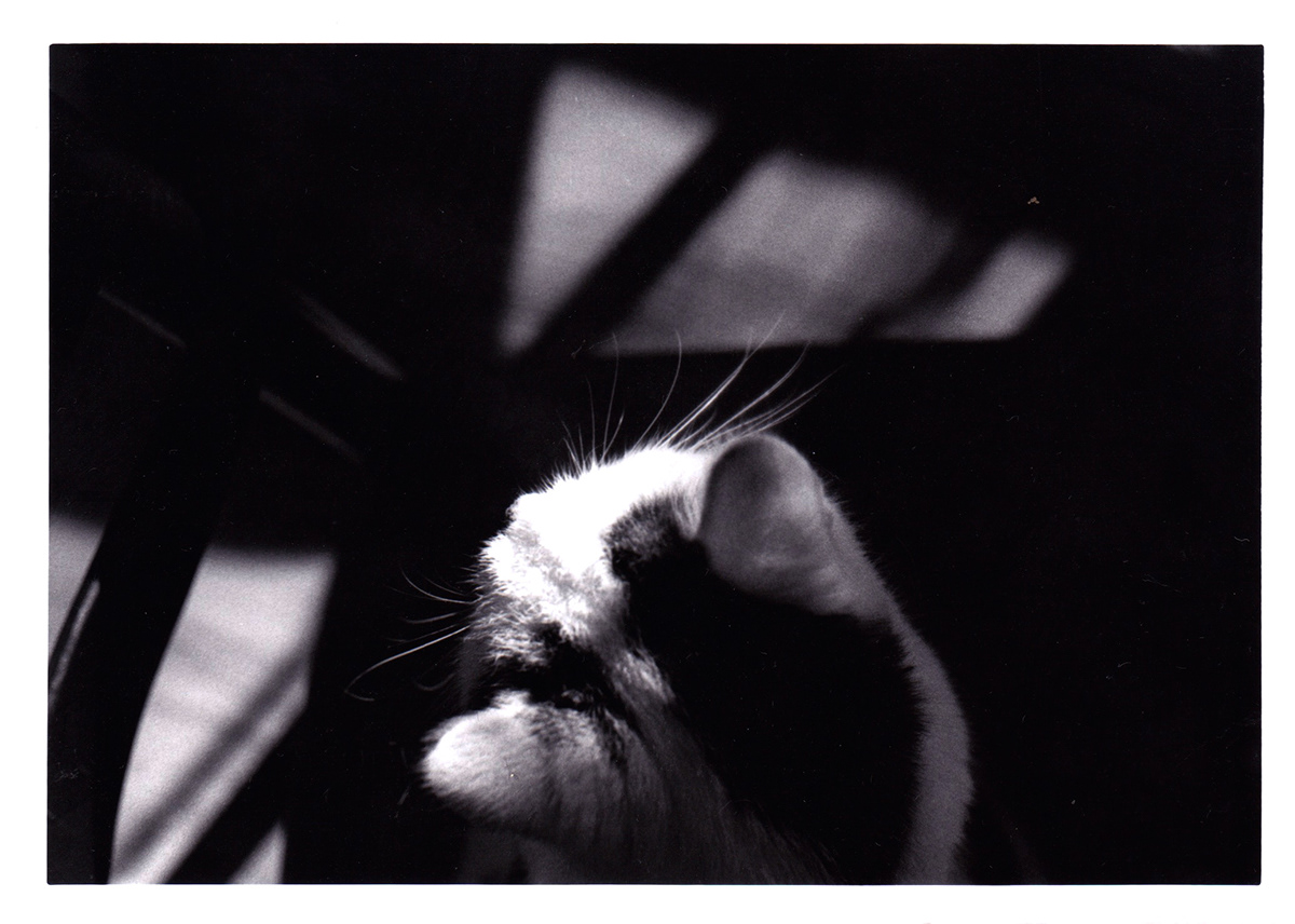 black & white portrait animals lighting