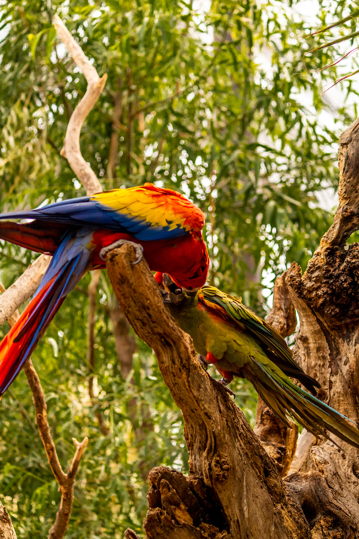 ARAS aves birds feathers guacamayas macaw mexico peligro de extincion Plumas reino animal