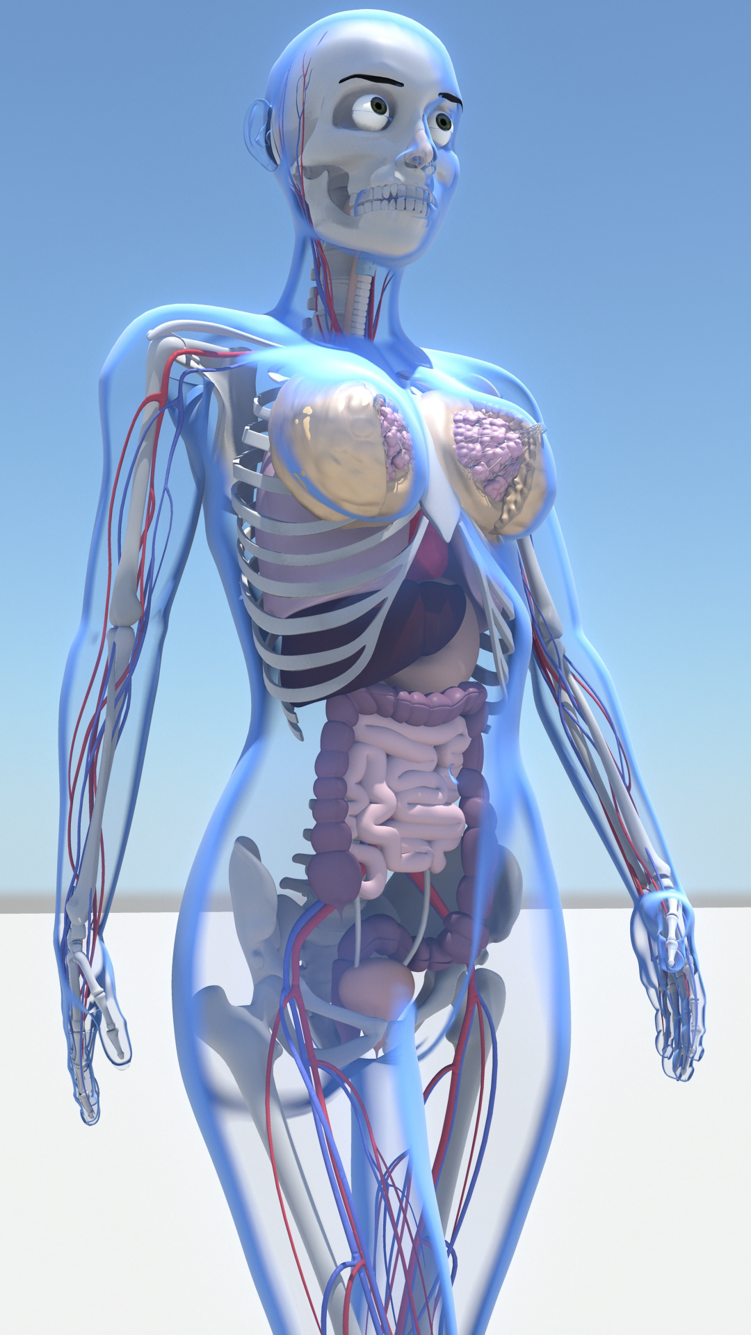 anatomy 3D  Female  anatomy  turntable