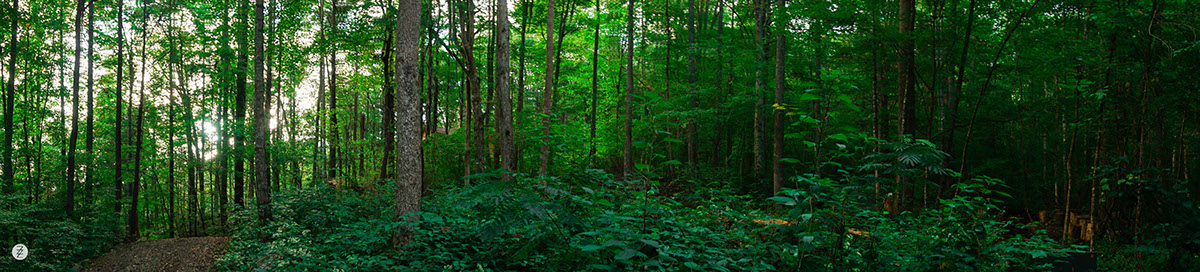 Adobe Portfolio Robbinsville nc Nature green woods National Park TN mountains hiking trees