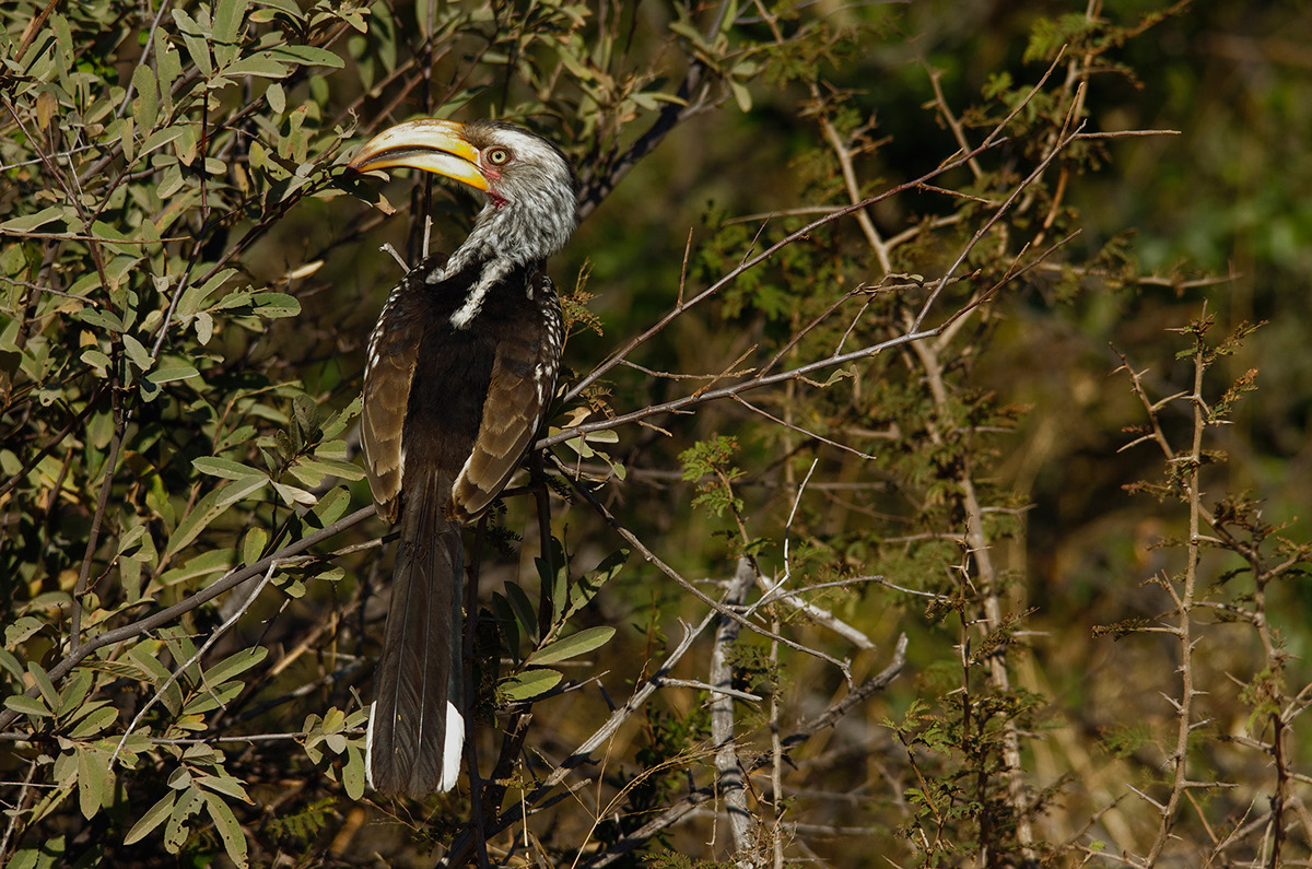 south africa wildlife duiker common duiker hornbill animals africa Nature