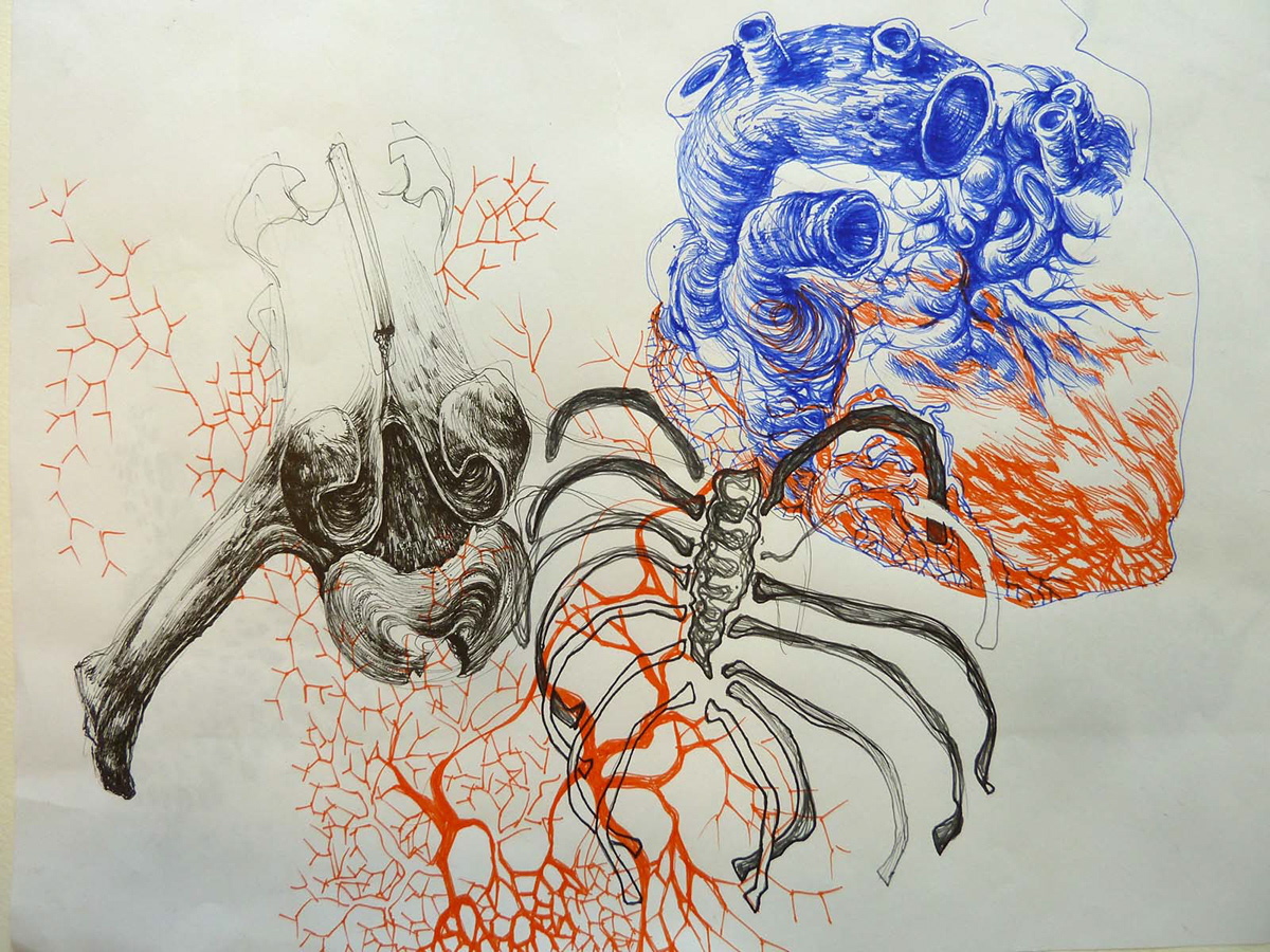Human Body organs drawings