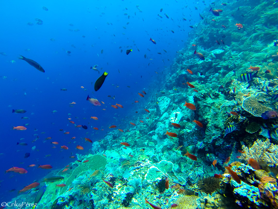 indonesia gopro underwater Mar de Flores Laut Flores Isla de Flores Kanawa komodo Parque Nacional Komodo Batu Bolong Manta Point