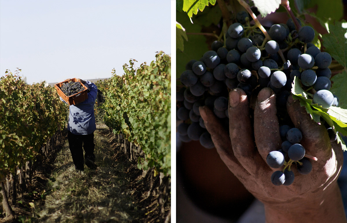wine vineyard harvest mendoza