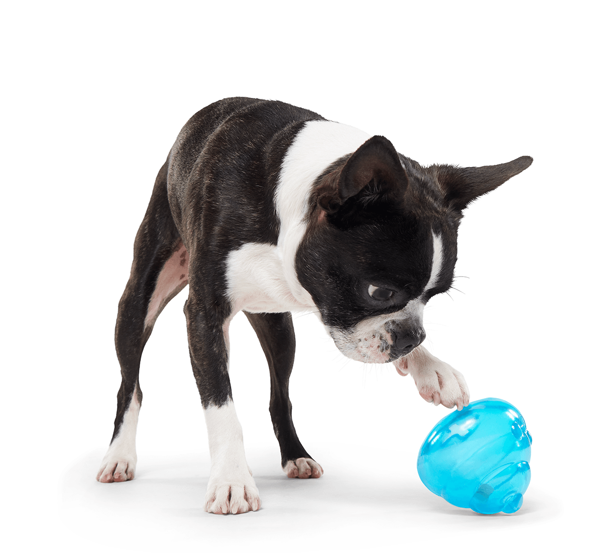 Adobe Portfolio dog poop treat dispenser BarkBox toy design  design industrial design  product