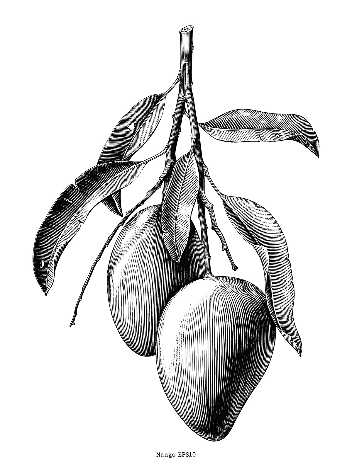 black and white botanical draw engraving friut Herb Plant vintage