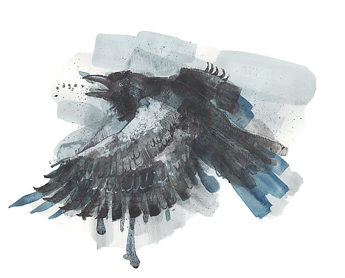 crows Edgar allan Poe illustrated watercolor birds animals
