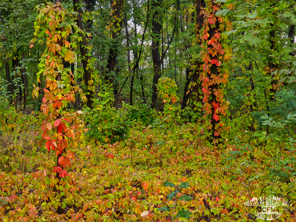 autumn Bunt colorful forest herbst wald