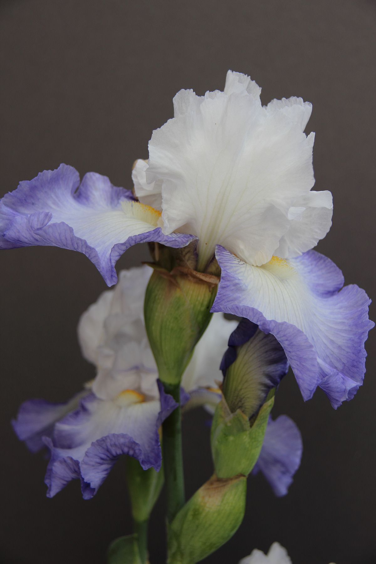 Flowers orchids iris