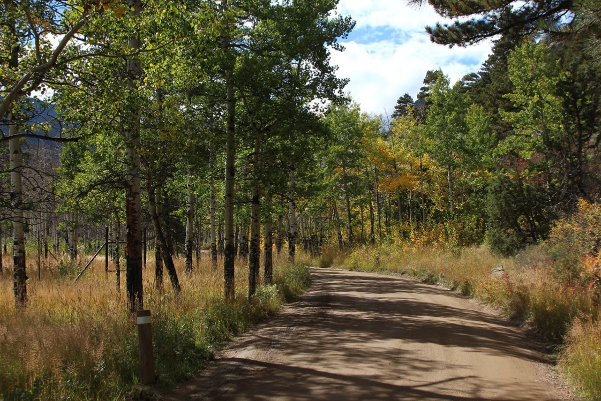elk aspen trees trail Rocky Mountain National Park