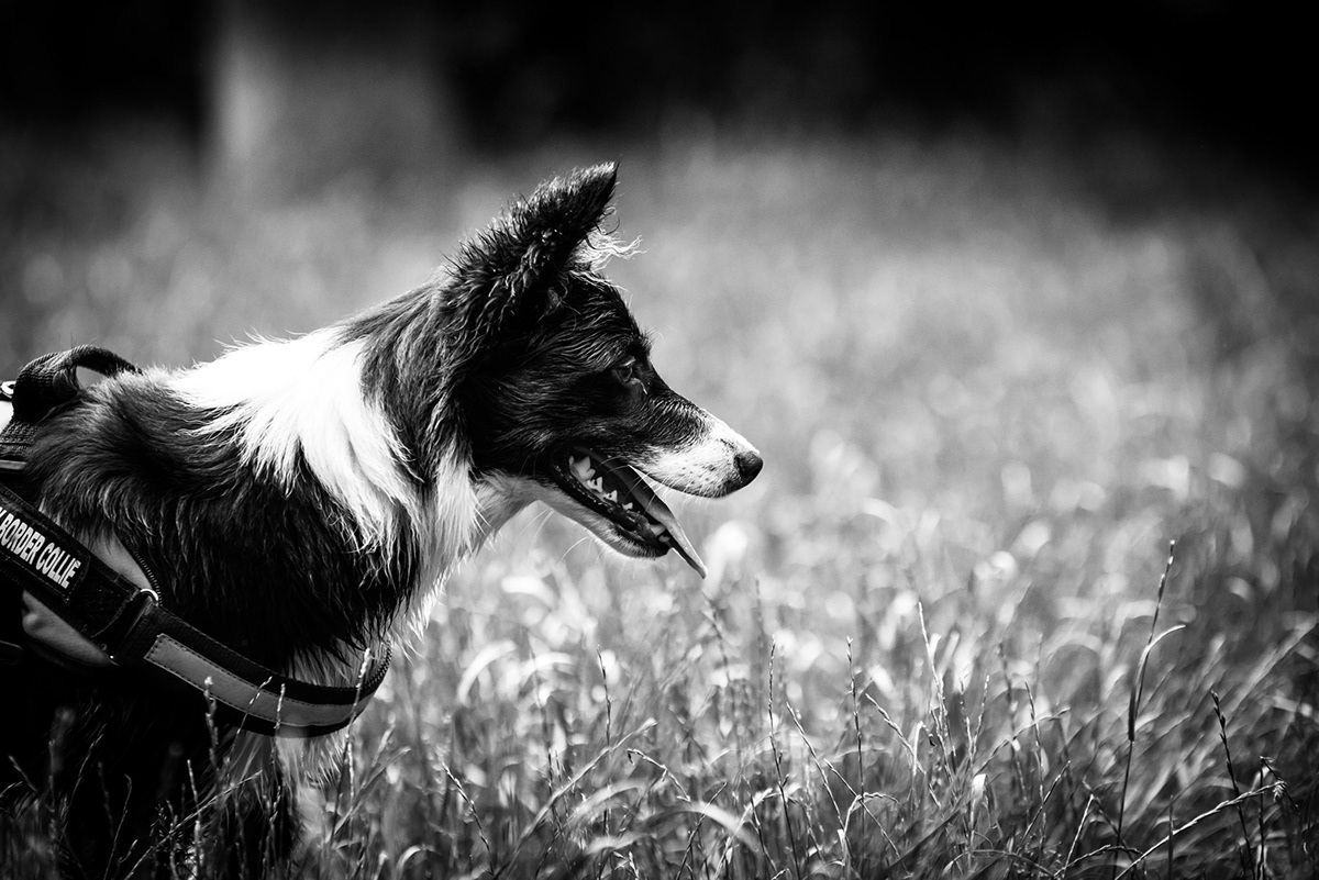 animal dogs bw black and white
