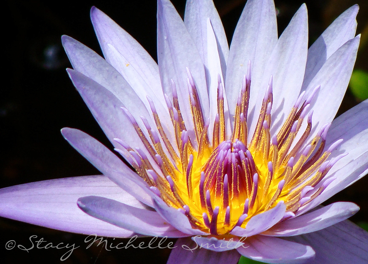 water lily  flower  botanical Nature