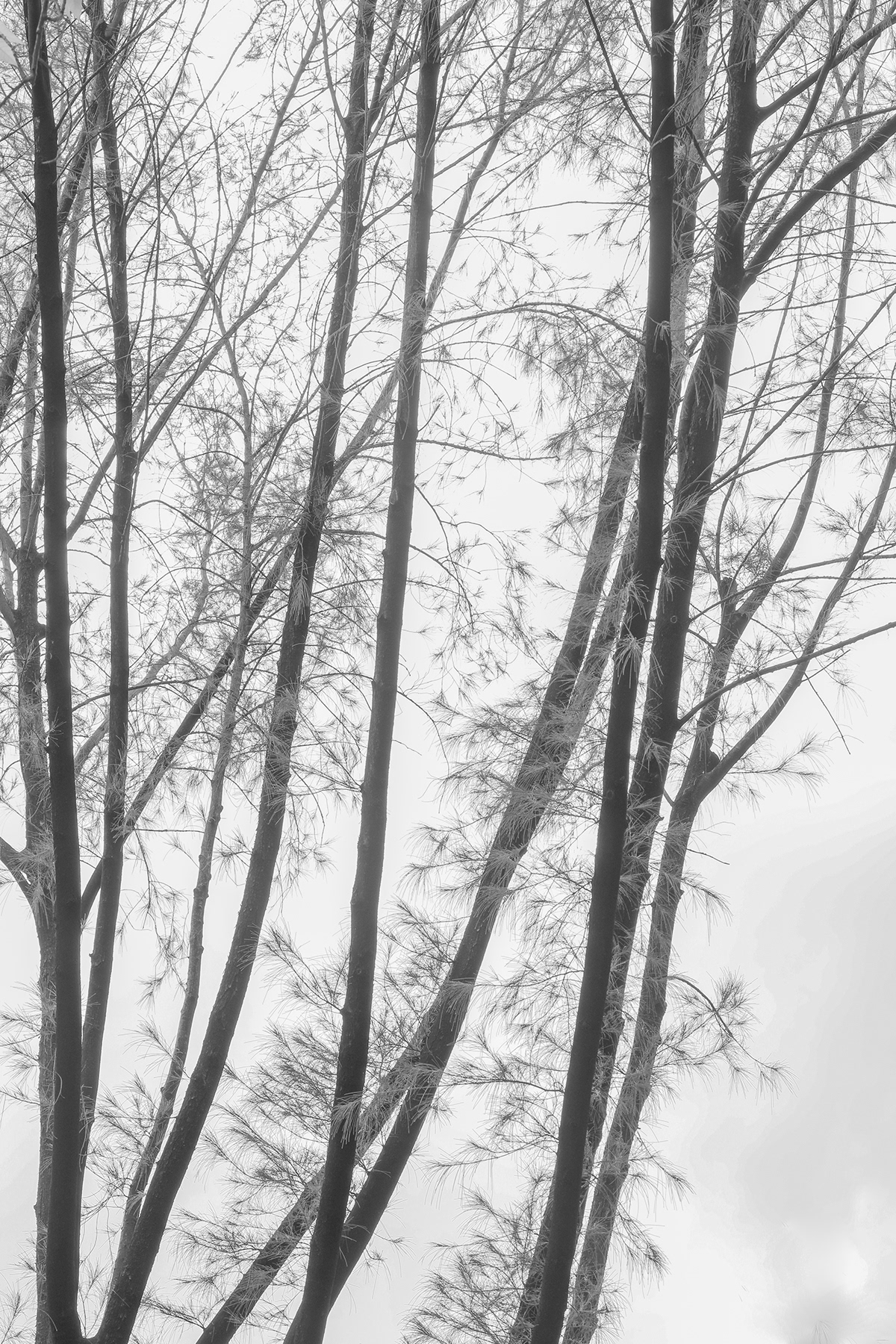 trees texture Nature Monochromatic black and white woods Hong Kong countryside new territories