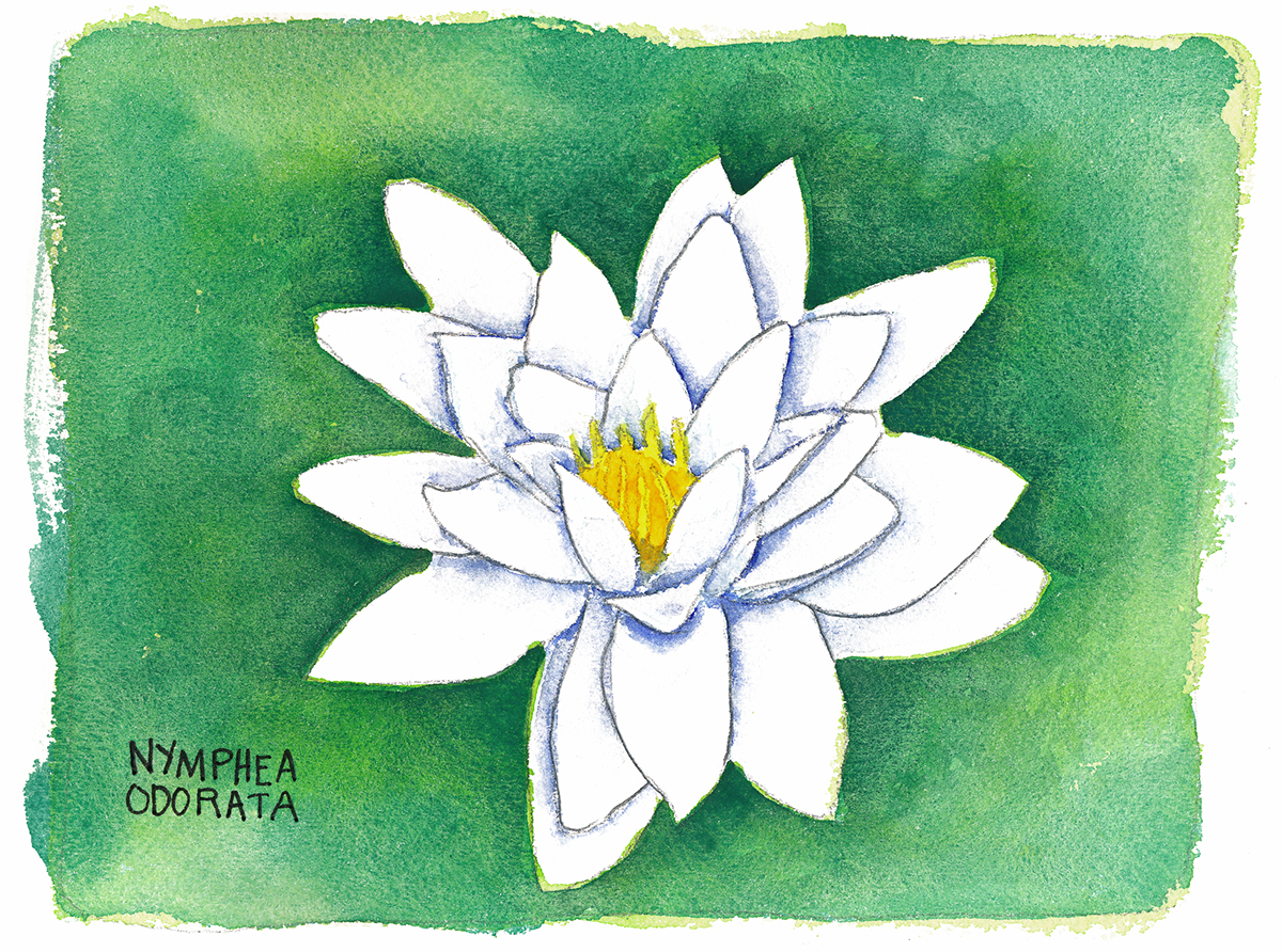 flower Lotus watercolor