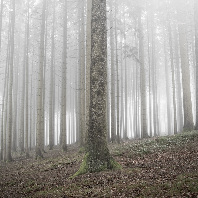 photo Jürgen Heckel trees forest woods Nature