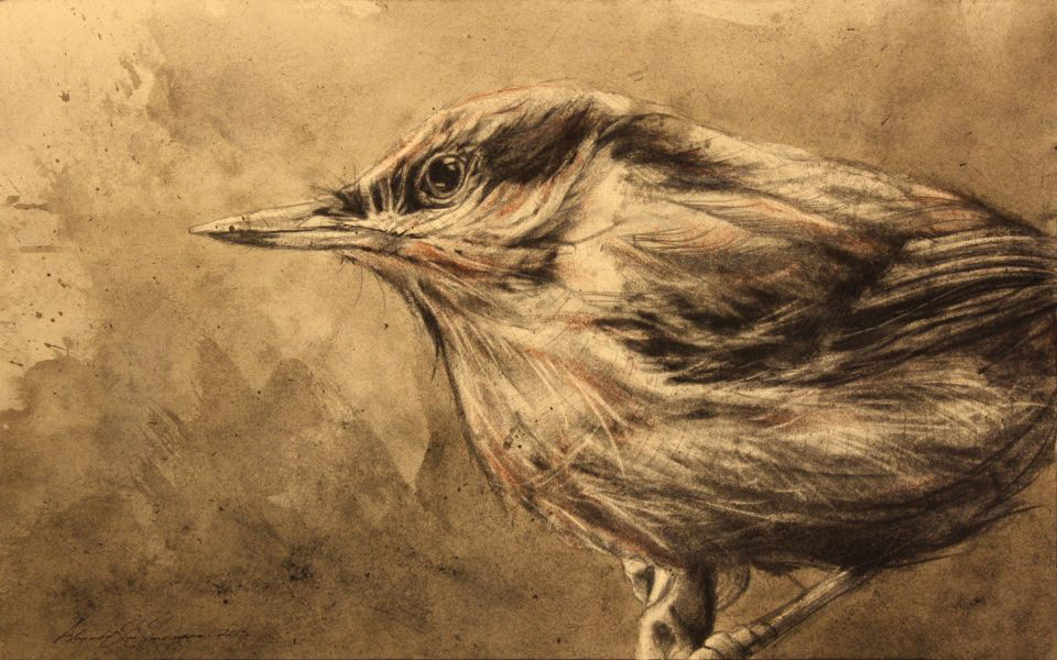birds  Landerman art chacoal   ink graphite aves