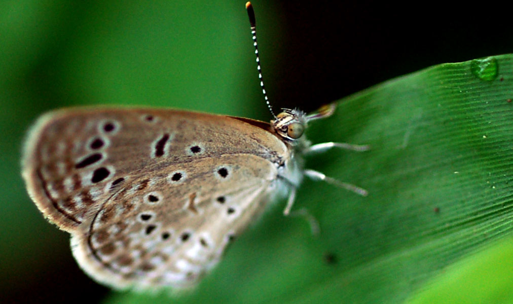 butterfly Macro Photography