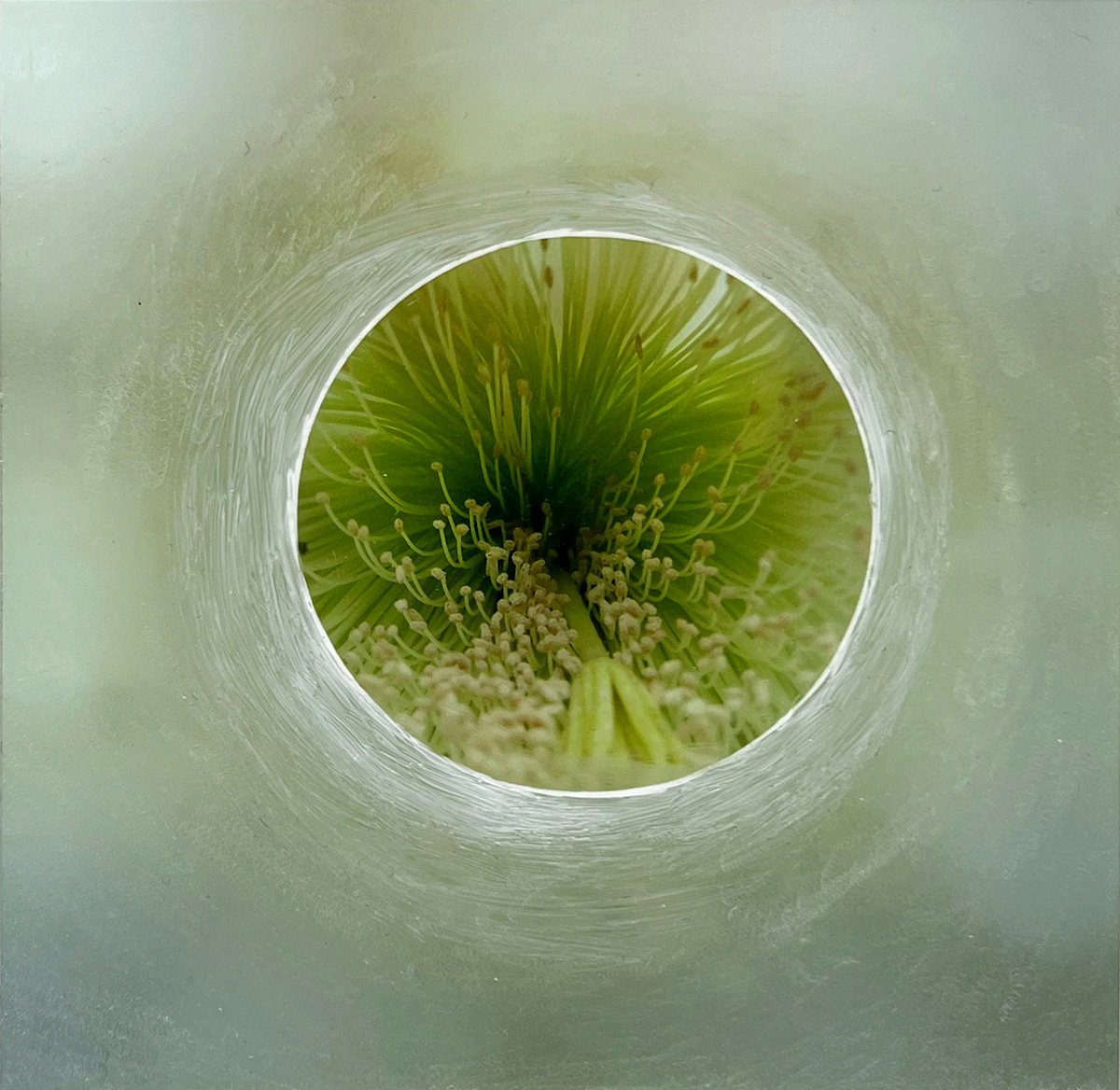 Adobe Portfolio acrylglas climate change contemporary art fine art Flowers mixed media photoblock Photography  square
