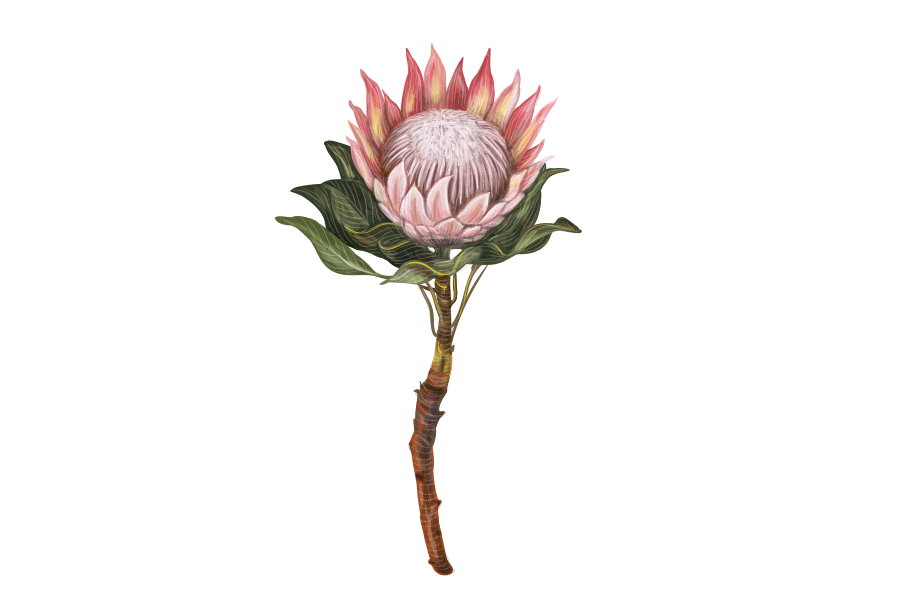 protea botanical flower rose peony watercolor greeting card protea illustration flower illustartion protea drawing