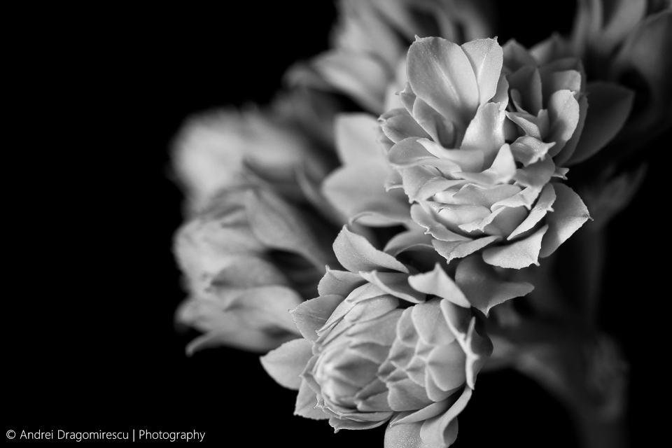 Calandiva Flowers petals buds black and white