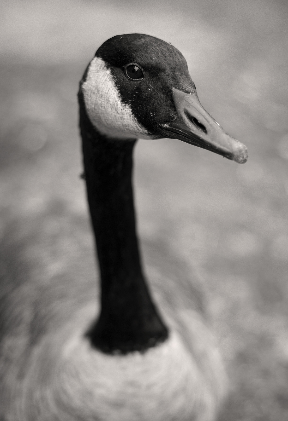 geese Nature wildlife birds Canada Geese portrait photography waterfowl