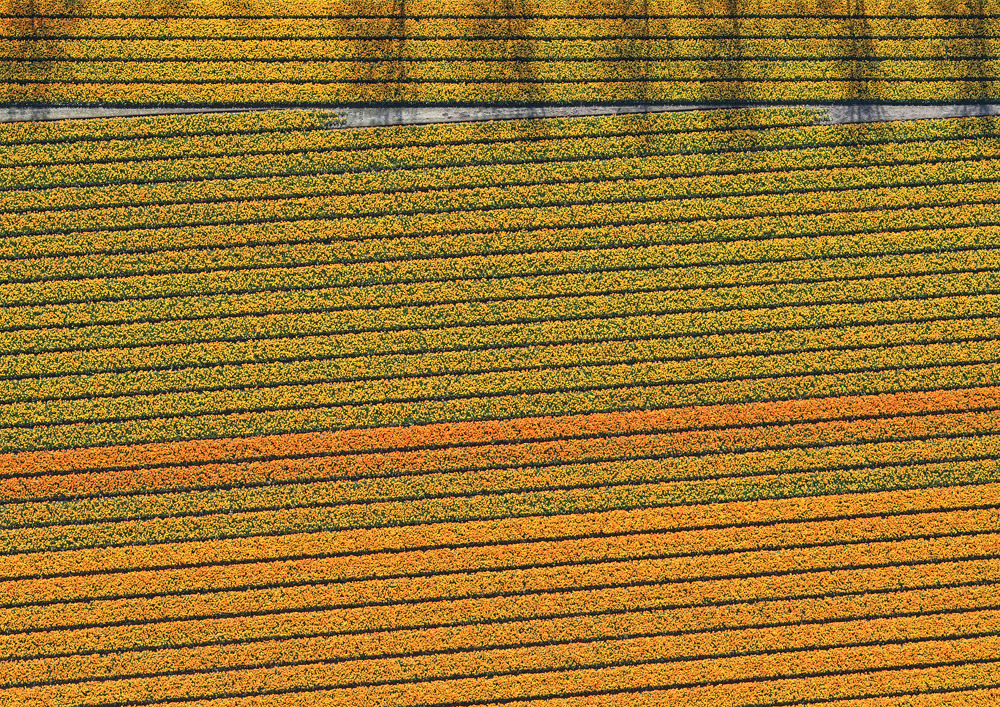 Aerial views Netherlands art Flowers tulips fields color