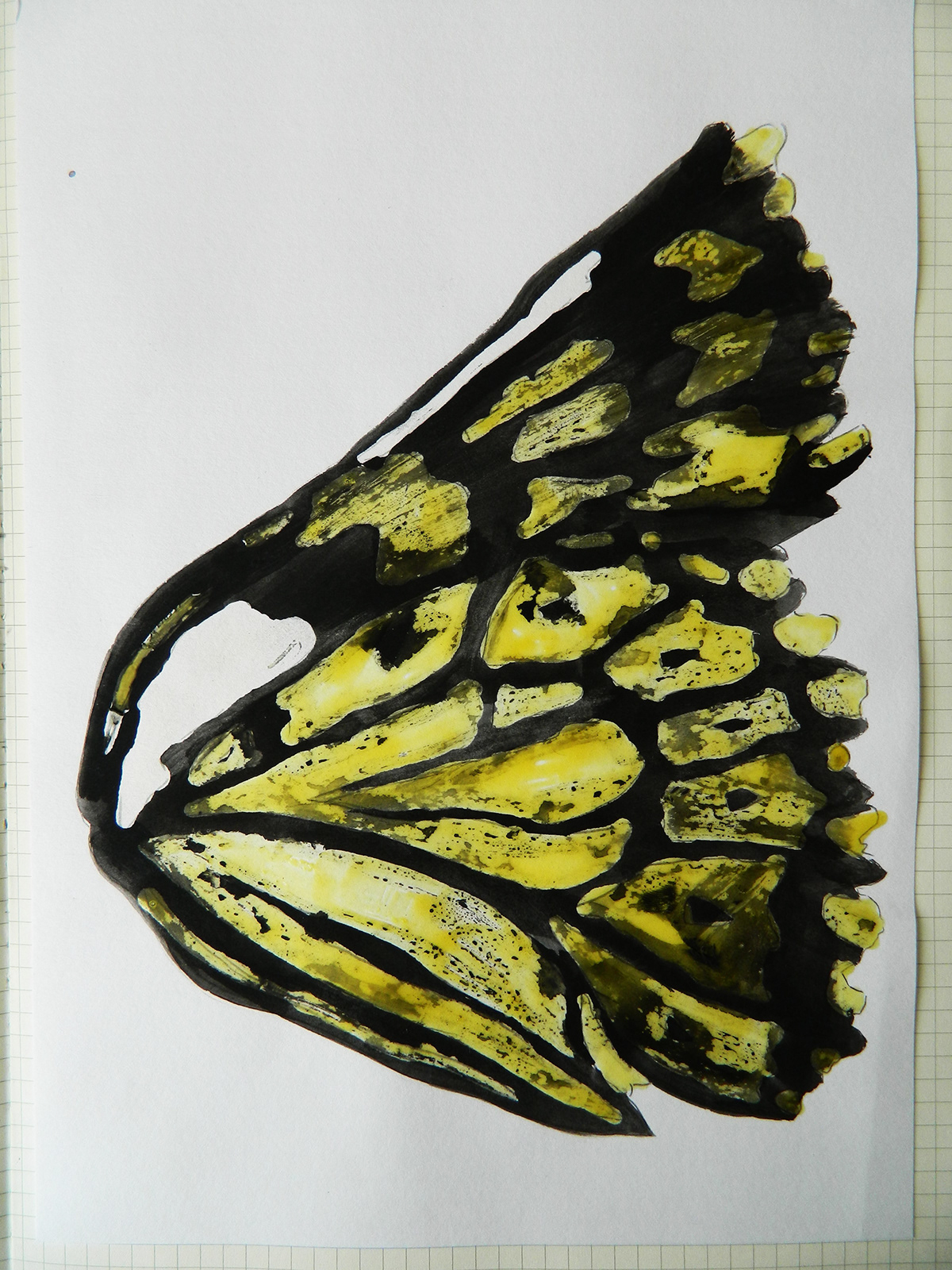 butteflies colour patter Nature Insects