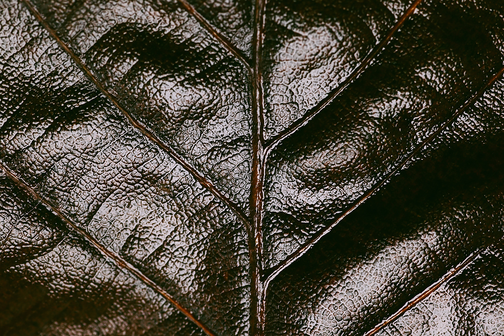 macro close up plants leaf leaves leather art poster brown