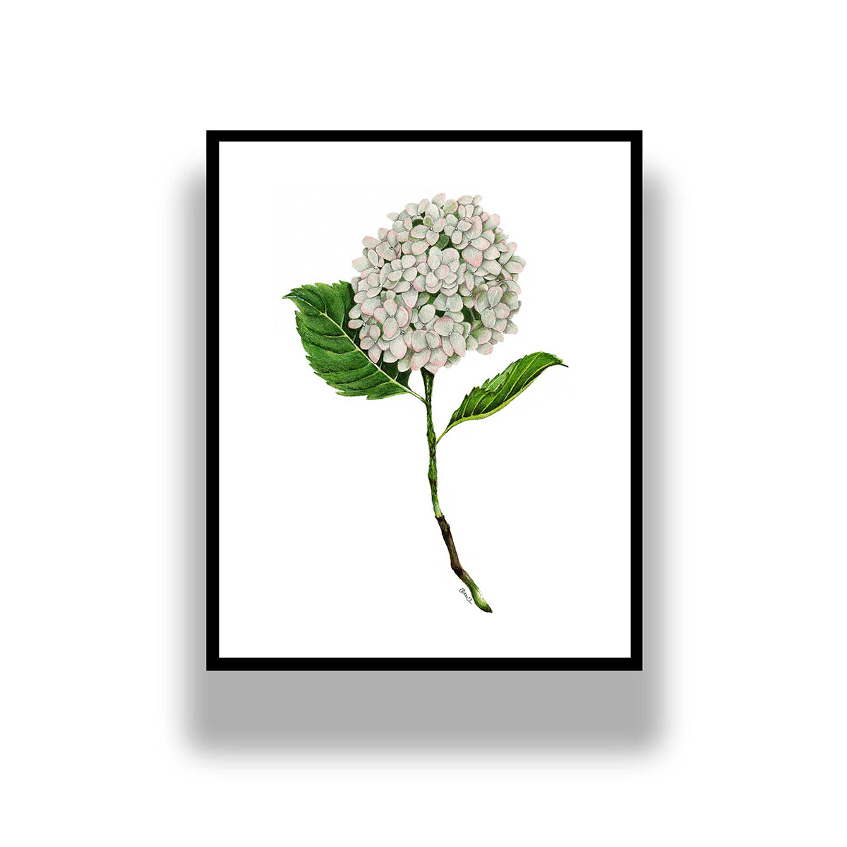 Vintage inspired botanical colored pencil illustration of a hydrangea bloom.  One of 13 in series