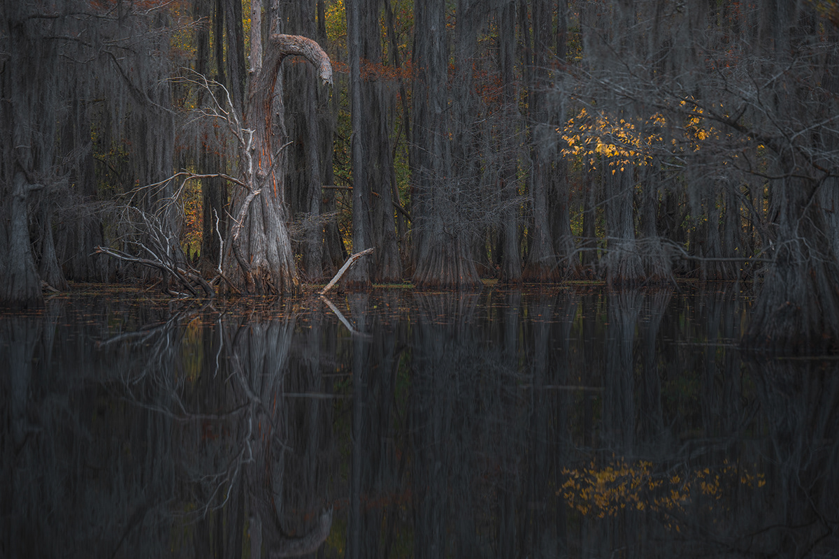 landscape photography Nature autumn colors swamp Landscape Photography  Caddo Lake cypress trees cypressswamp landscape-photography