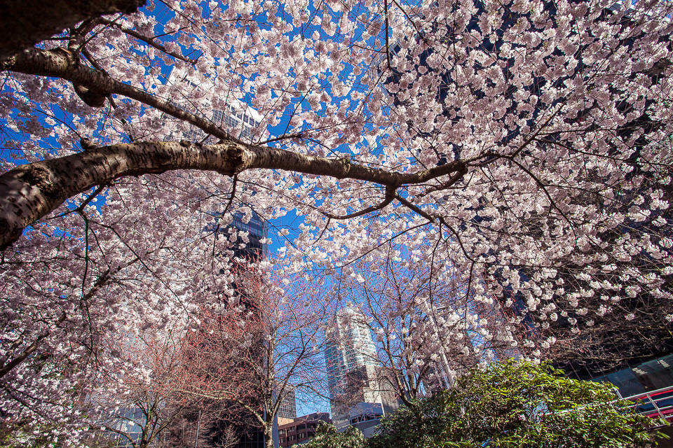 sakura hanami spring Cherry blossoms