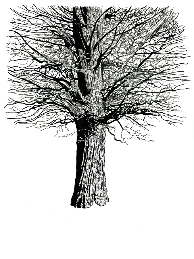 ancient tree Broadview and danforth Broadview avenue hand drawn ILLUSTRATION  micron pen and ink Toronto Toronto Art Tree 