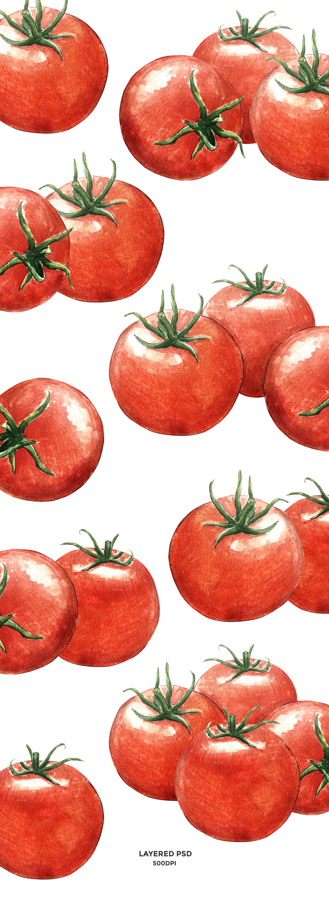 Tomato watercolor ILLUSTRATION  vegetable creative market tomato watercolor Tomato Illustration Organic tomato food illustration food watercolor