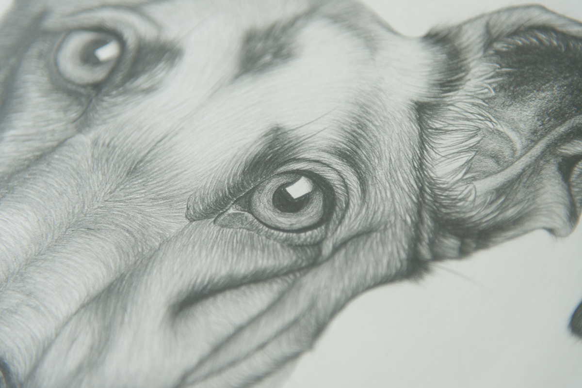 greyhound Expression dog graphite pencil attention listen ears