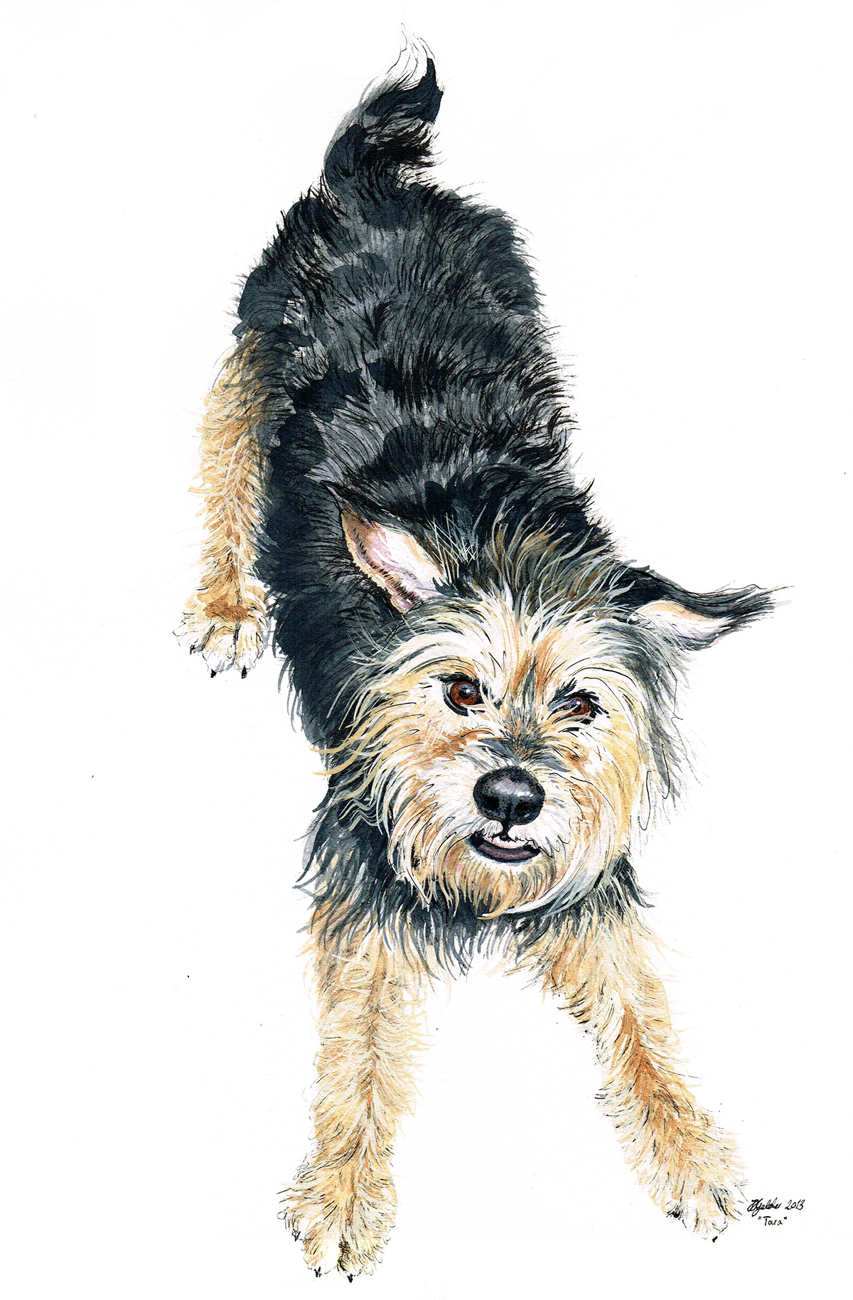 Pet Portrait dog spaniel commission watercolour ink pet painting dog portrait pet commission