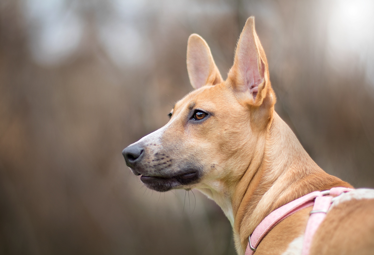 animal cute dog mascotas perros pets portrait portrait photography