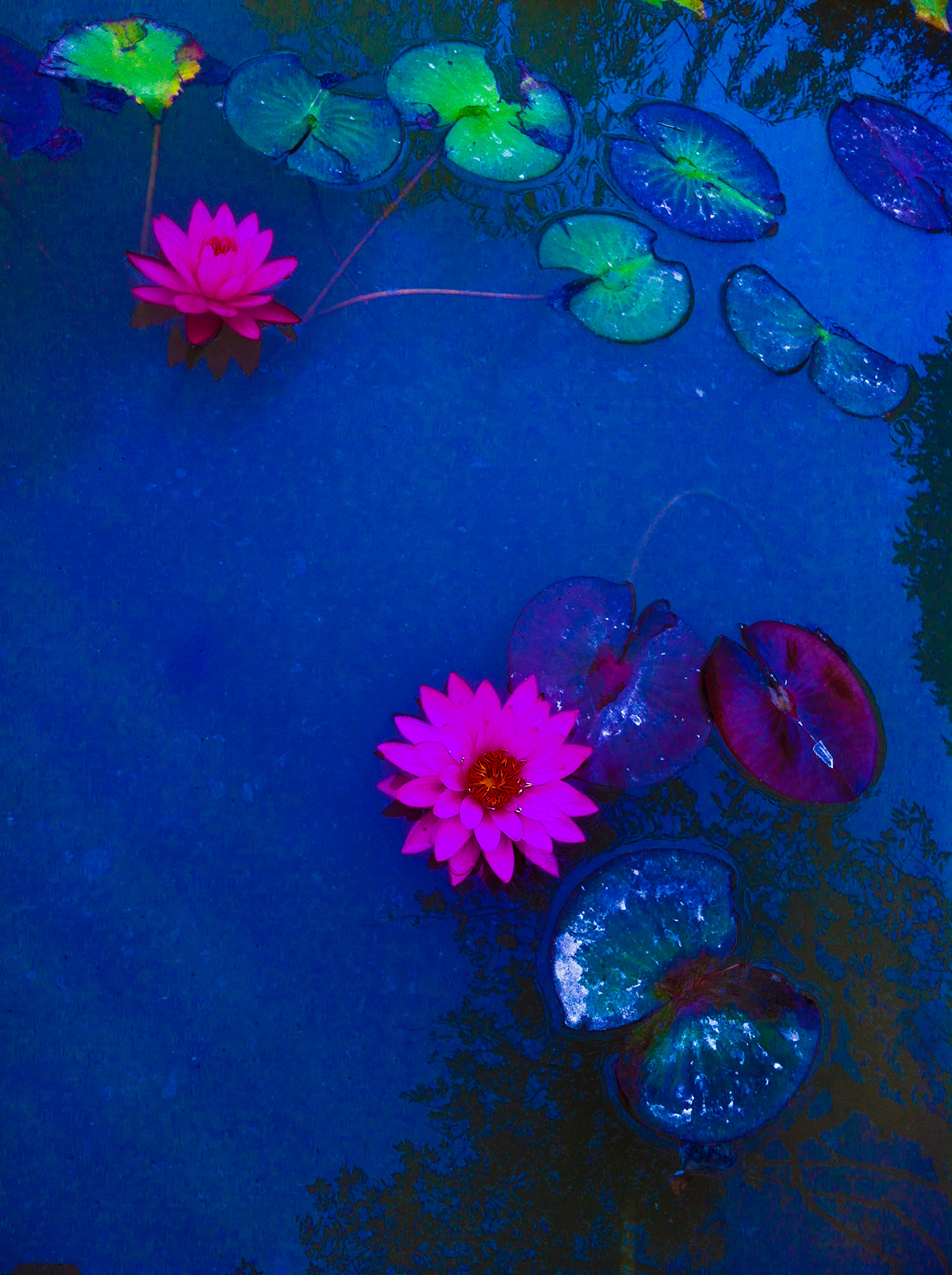 Photography  Flowers Nature lake digital