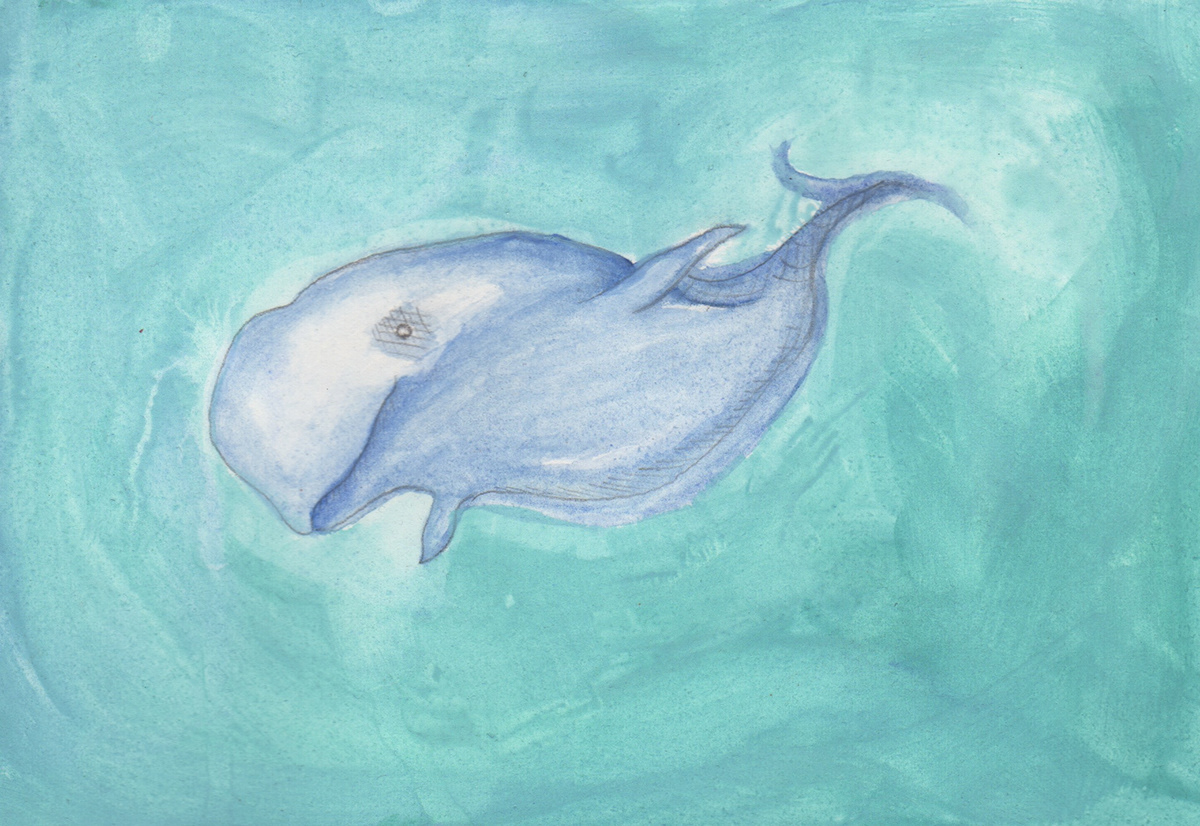 Whale beluga watercolor Ocean water sea animals
