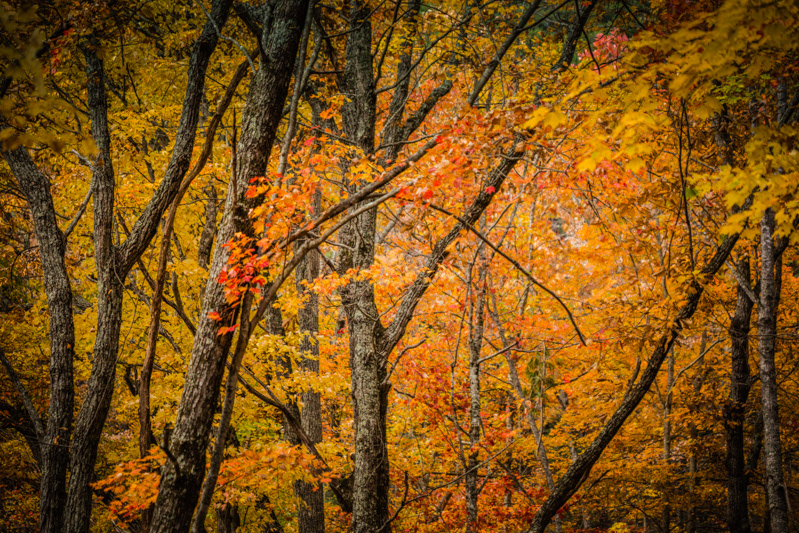 Tennessee Smoky Mountains National Park Canon 6d Fall autumn