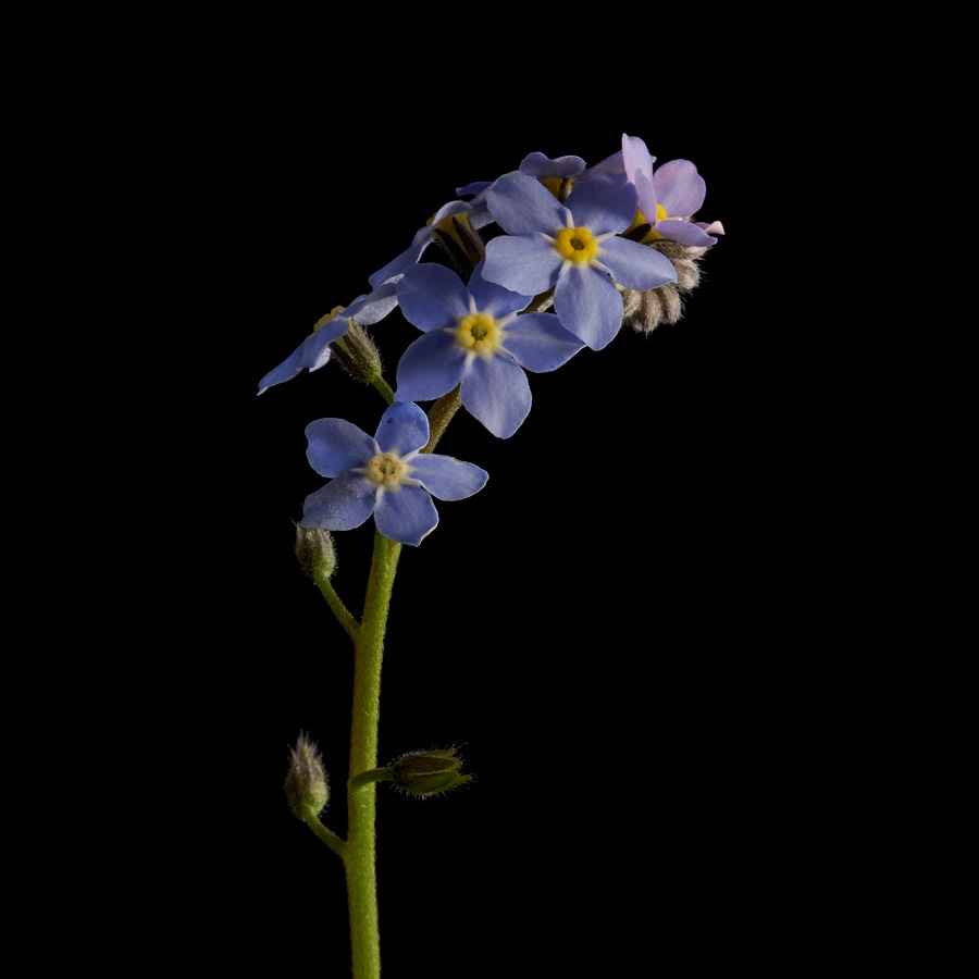 gardne photography flower photography Macro Flowers Macro Photography