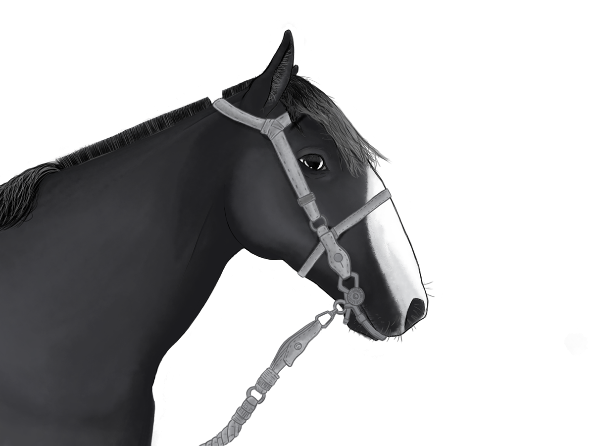 portrait horse chilean DigitalPaint art ILLUSTRATION  blackandwhite