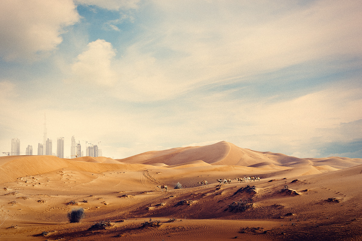 dubai  Desert Landscape  falcon  camel  portrait  Travel  middle east arabic