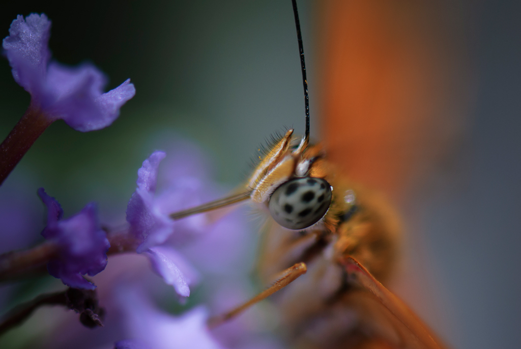 Nature animals Insects portraits macro