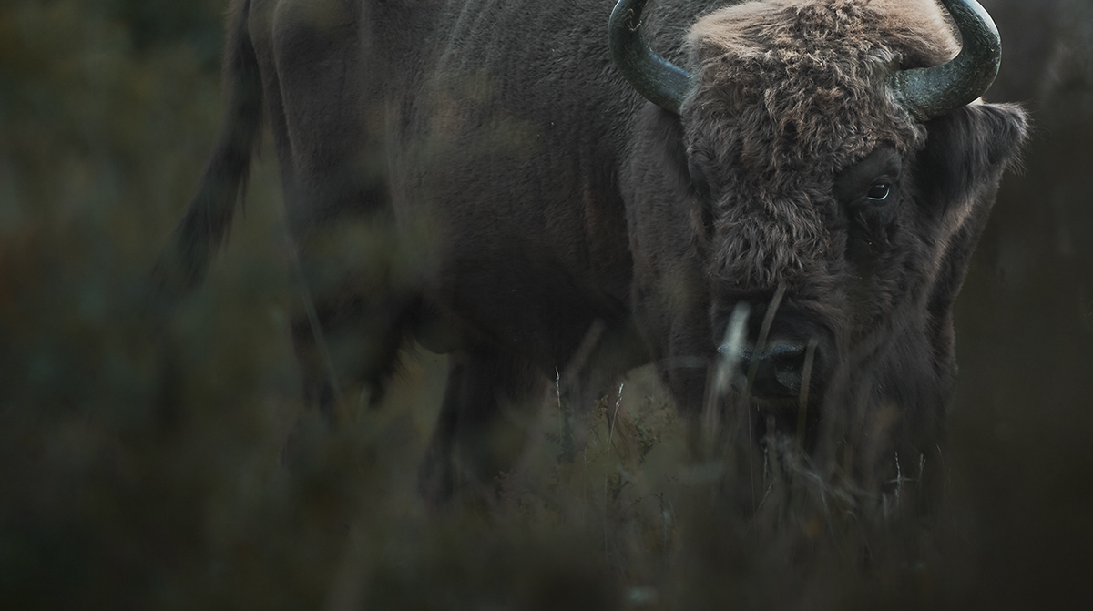 bison animal wild wildlife Nature