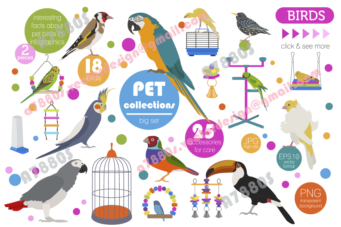 Pet bird vector ILLUSTRATION  Canary bird parrot parakeet set Icon infographic