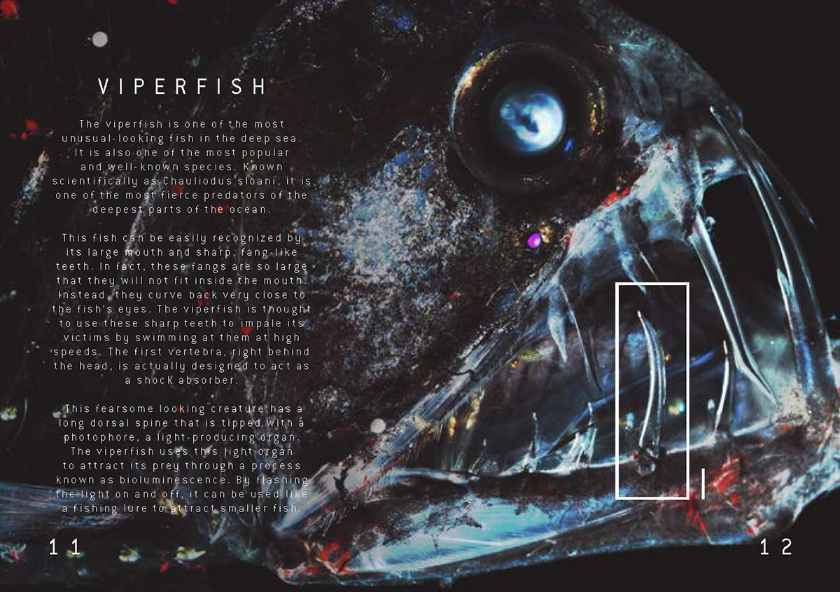 deep sea package design information info product animal creature fish