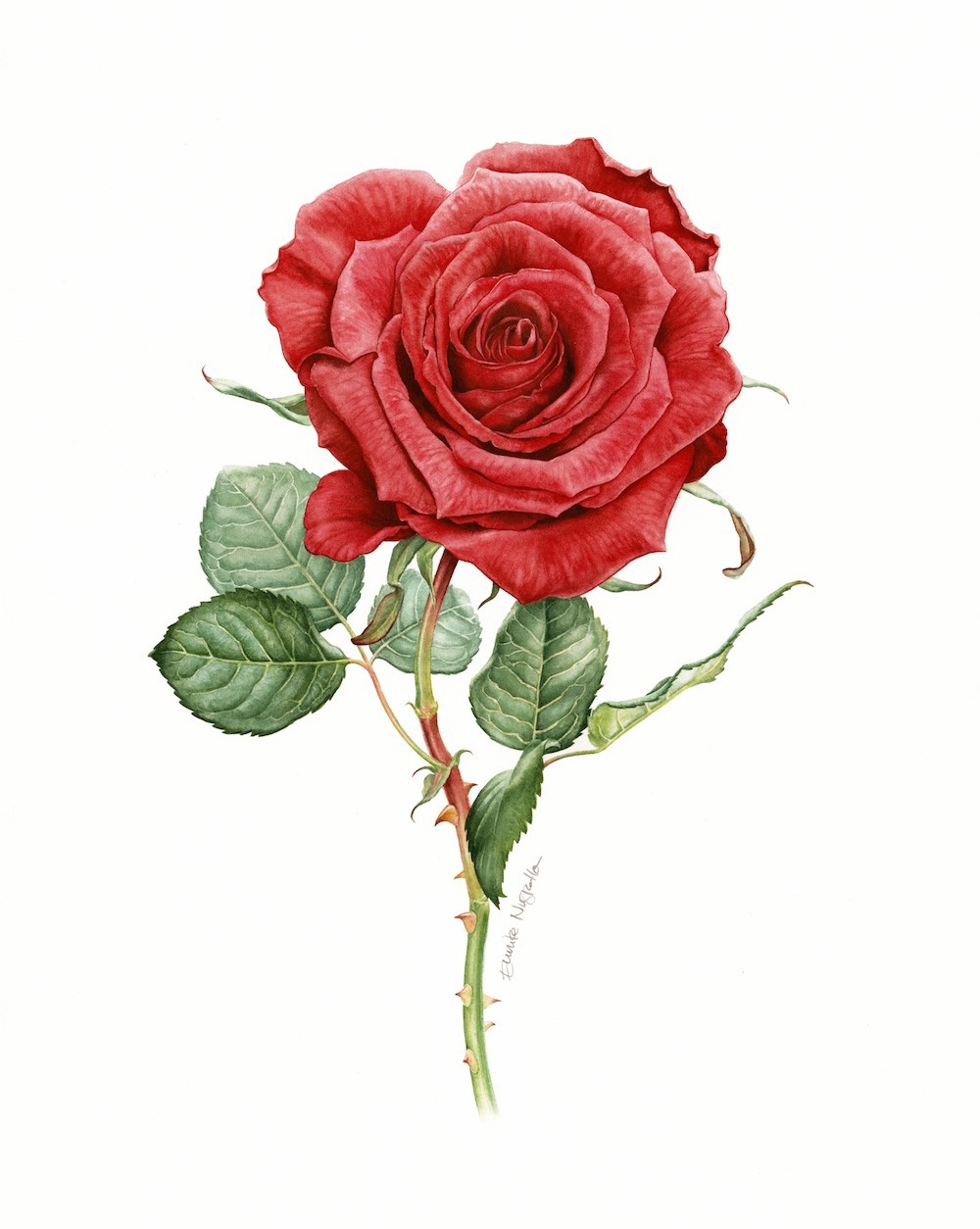 Süddeutsche Zeitung suddeutsche zeitung Magazin botanical watercolor flower floral natural realistic poppy rose