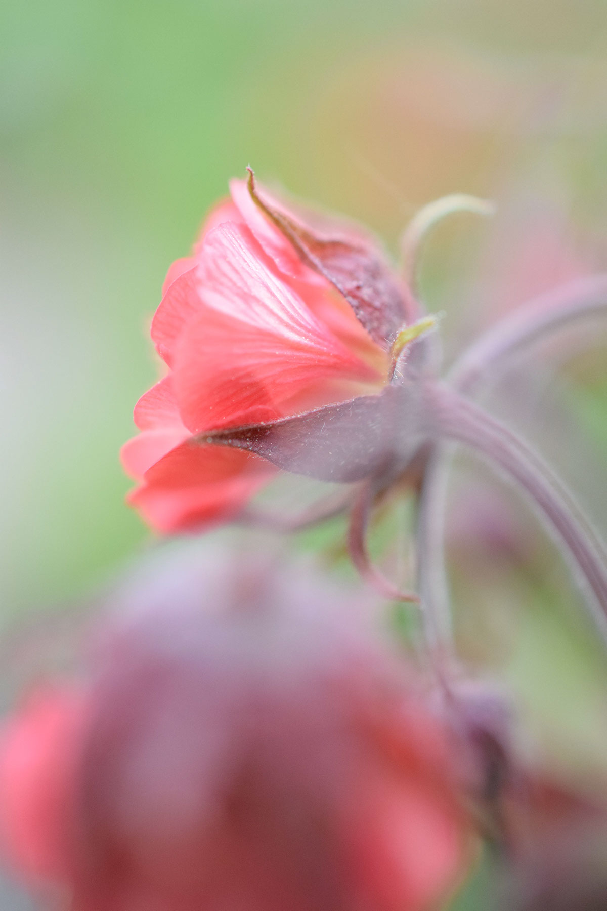 Adobe Portfolio blommor färg colour flower summer