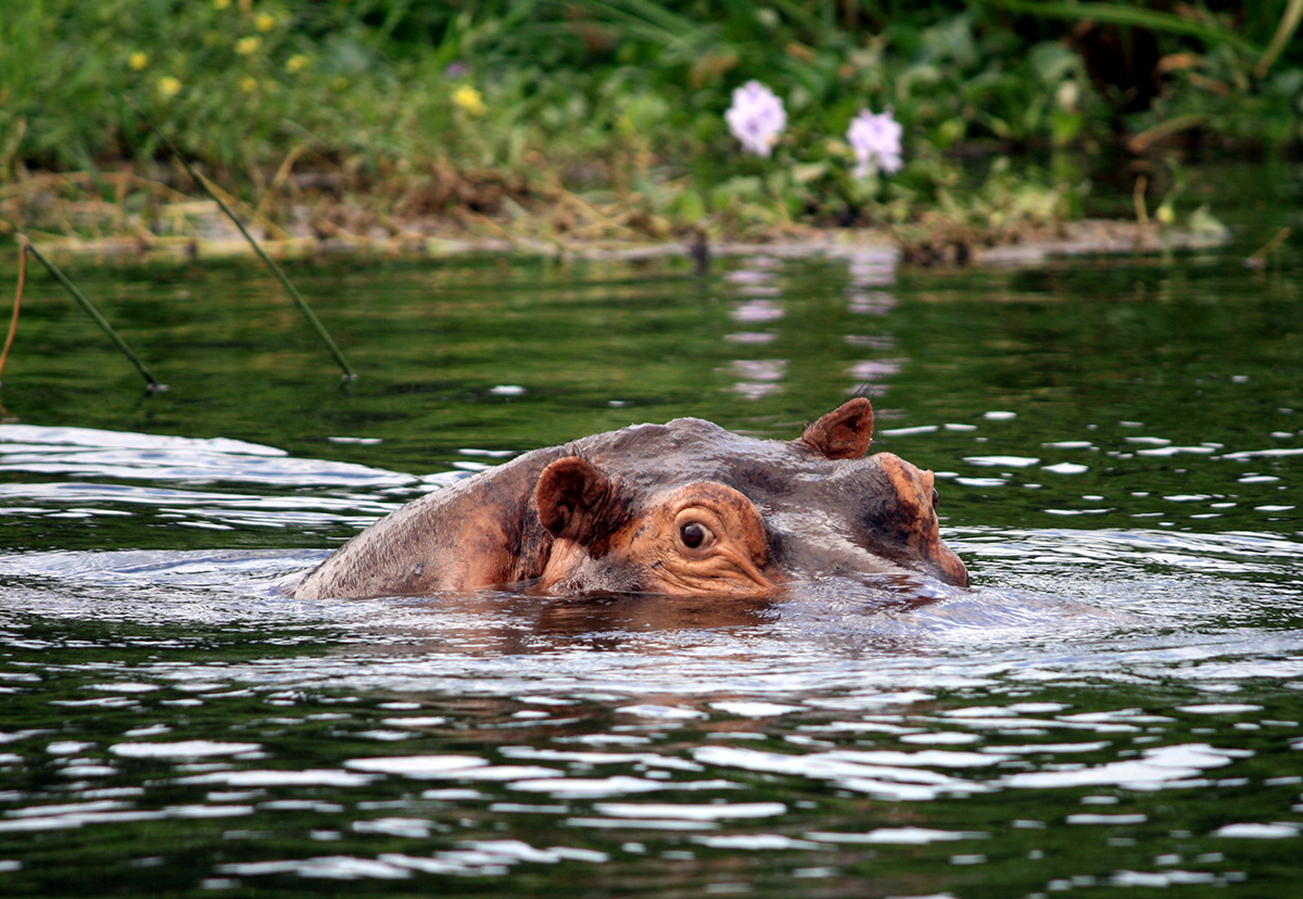 animals  Safari  Uganda  Africa  nile  river  Close-up  macro  beauty  nature